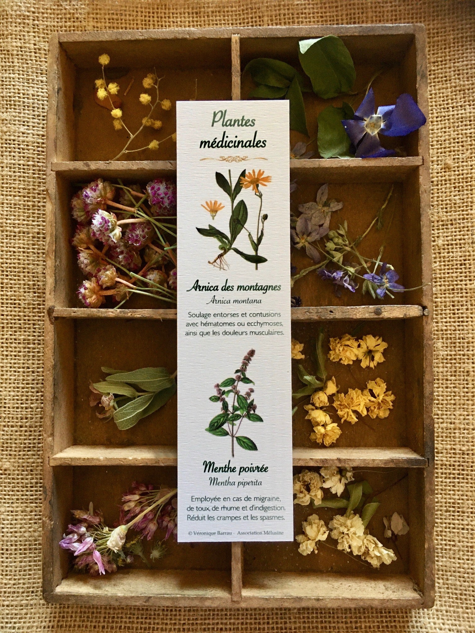 Marque-pages "Plantes médicinales", cueillette n°1
