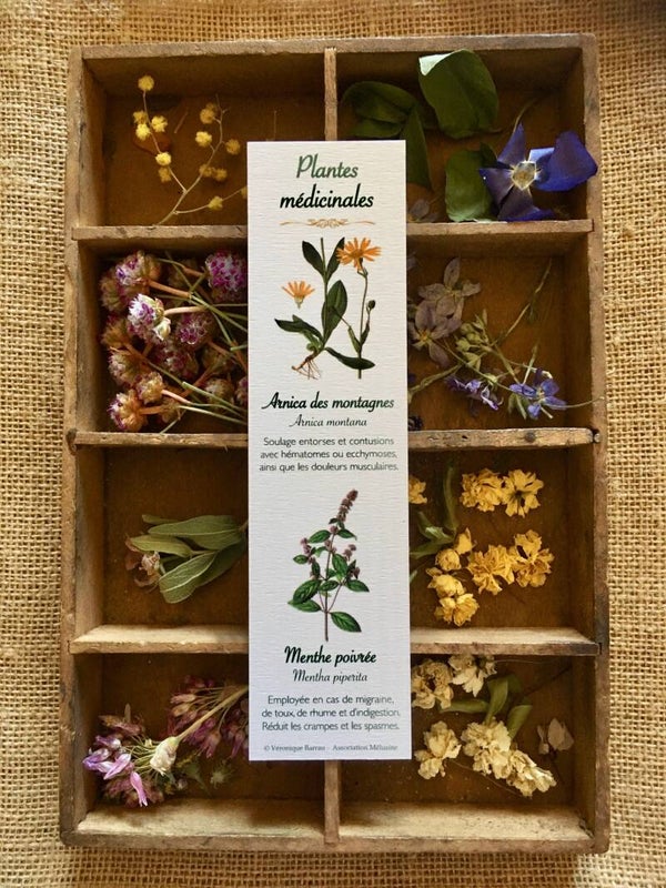 Marque-pages "Plantes médicinales", cueillette n°1