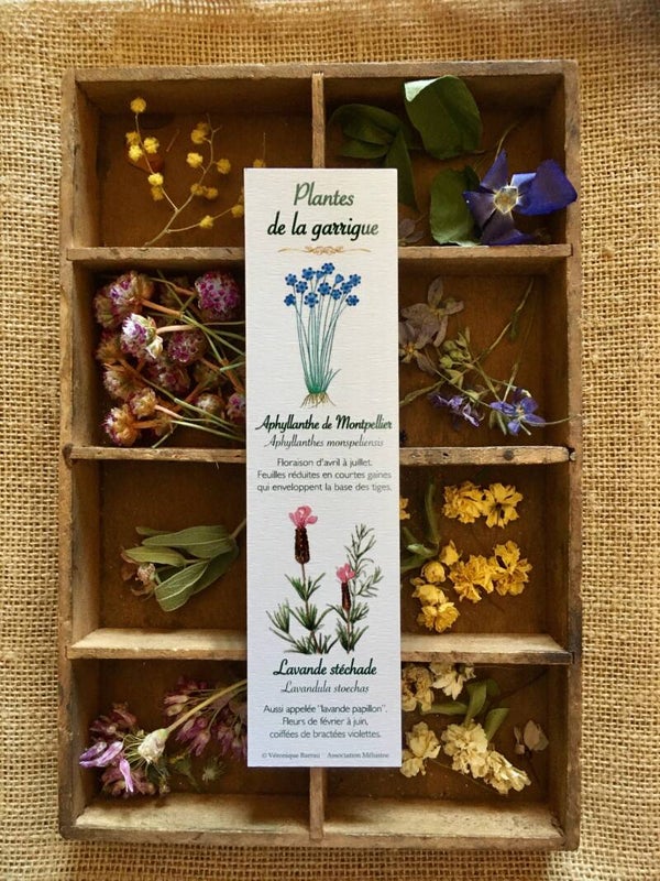 Marque-pages "Plantes de la garrigue", cueillette n°1