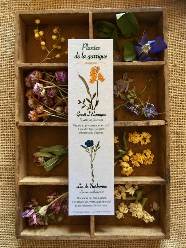 Marque-pages "Plantes de la garrigue", cueillette n°2