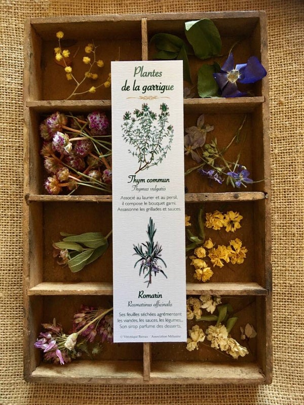 Marque-pages "Plantes de la garrigue", cueillette n°3