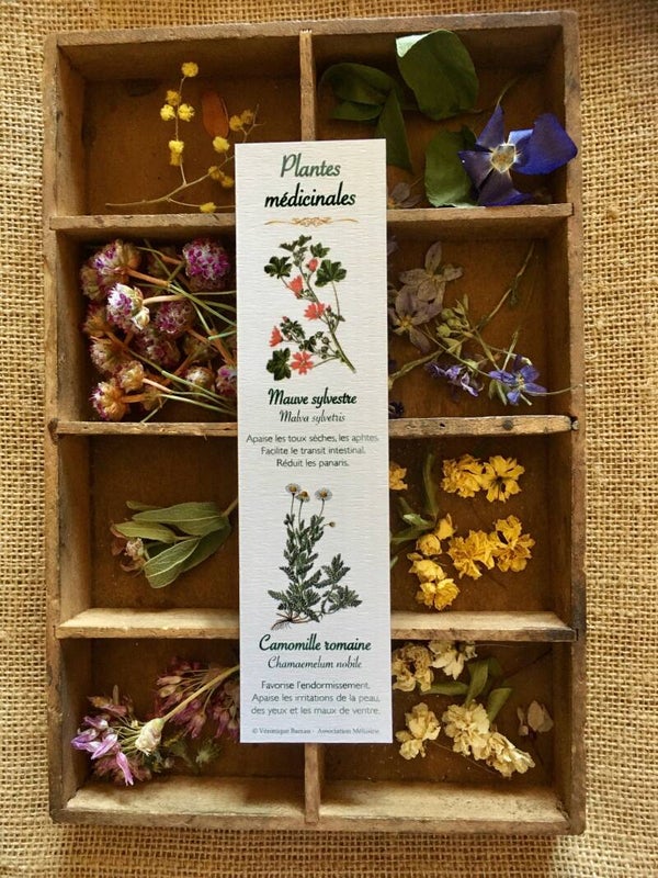 Marque-pages "Plantes médicinales", cueillette n°3