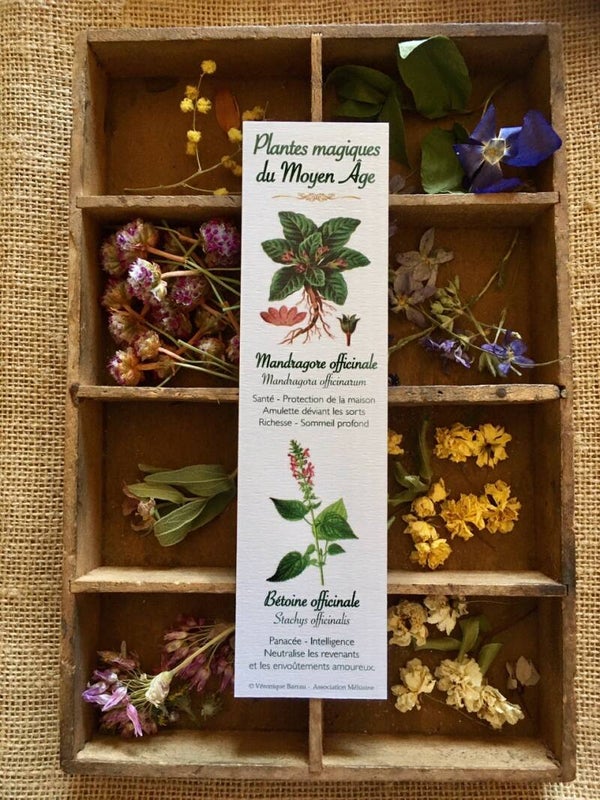 Marque-pages "Plantes magiques du Moyen Âge", cueillette n°2