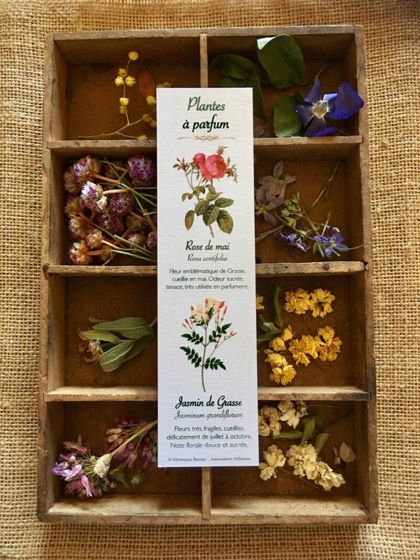 Marque-pages "Plantes à parfum"