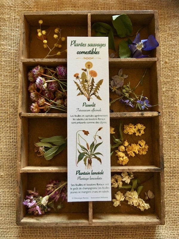 Marque-pages "Plantes sauvages comestibles"