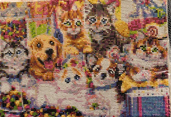 Cats and dogs