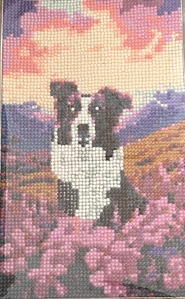 Boarder collie in a summer meadow