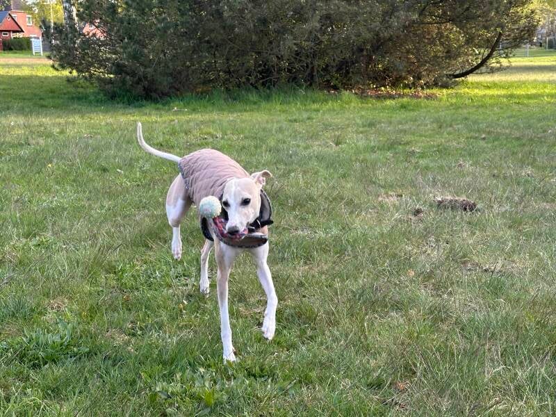 Ciara würde u.a. auch gerne kennenlernen 🐕😊