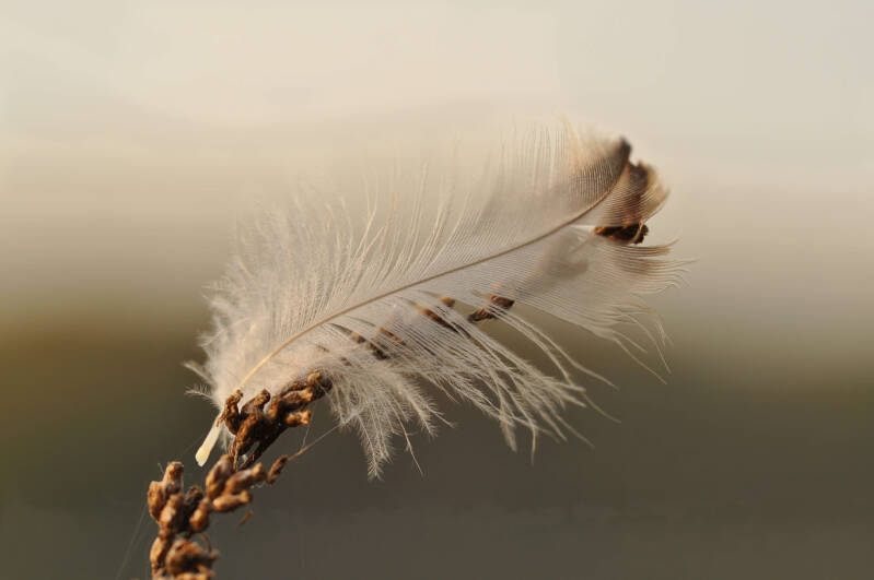 bild-1-Feder