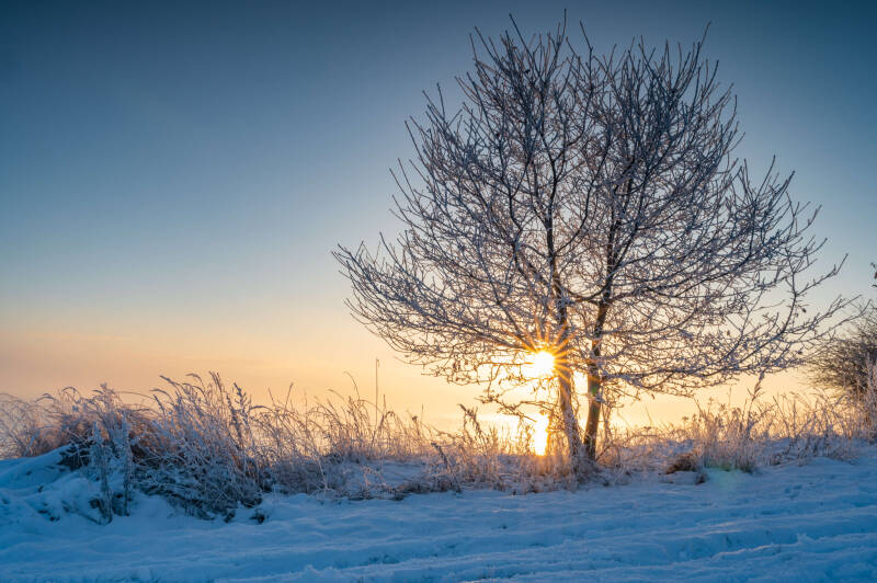 bild-100-blauer Abel