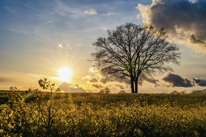bild-11-baum-brodau