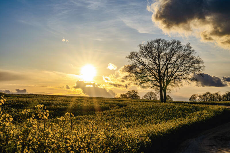 bild-12-baum-brodau
