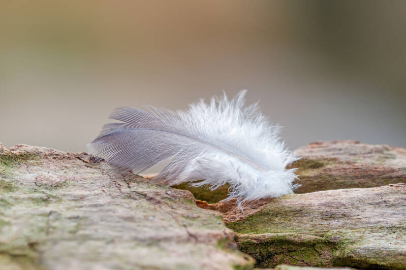 bild-12-Feder
