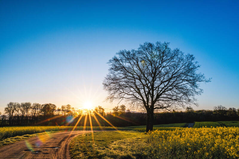 bild-16-baum-brodau
