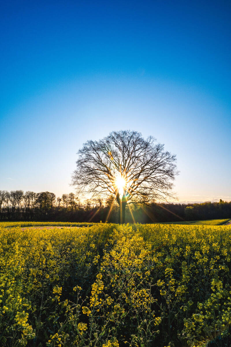 bild-17-baum-brodau