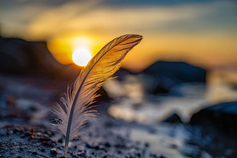 bild-35-Feder-heiligenhafen