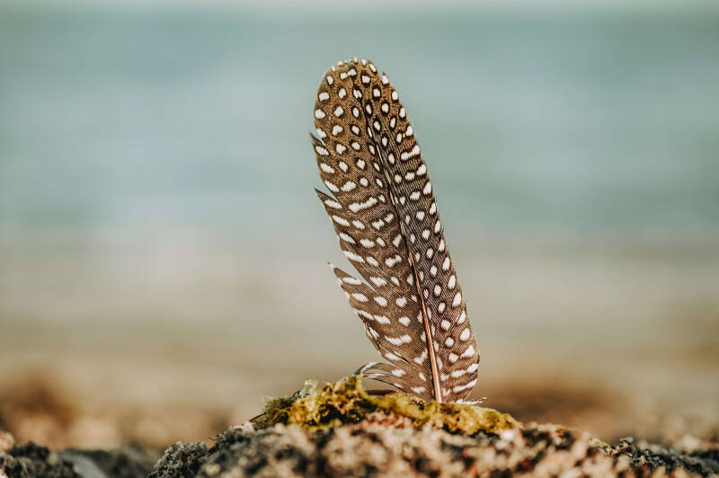 bild-49-Feder-lenster-strand