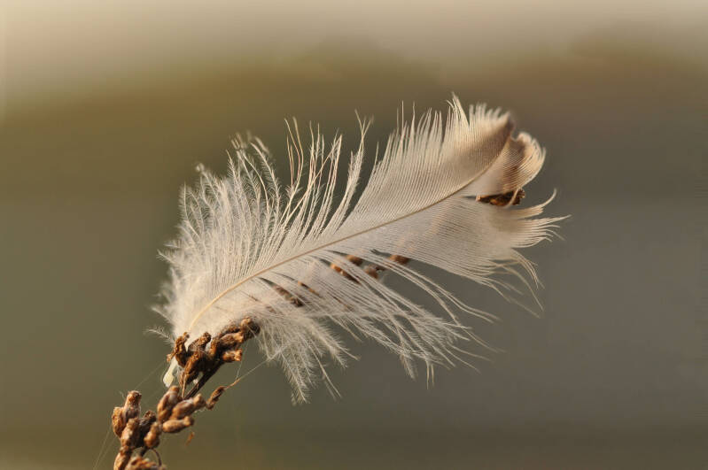 bild-5-Feder