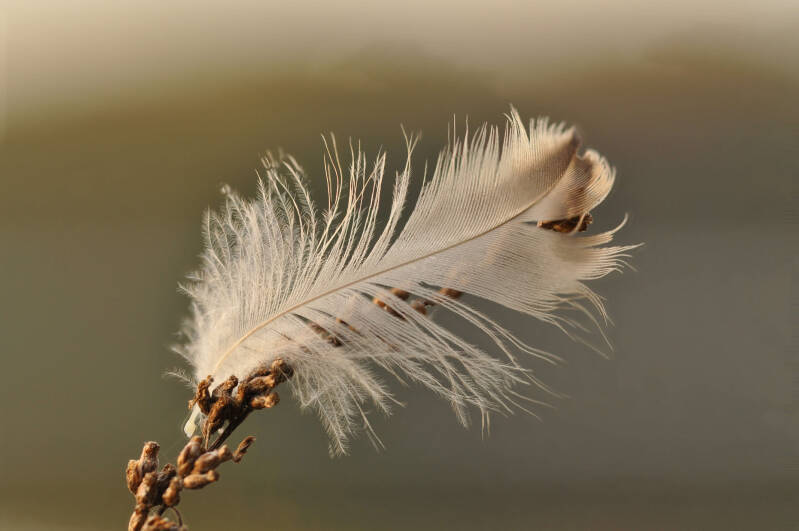 bild-6-Feder