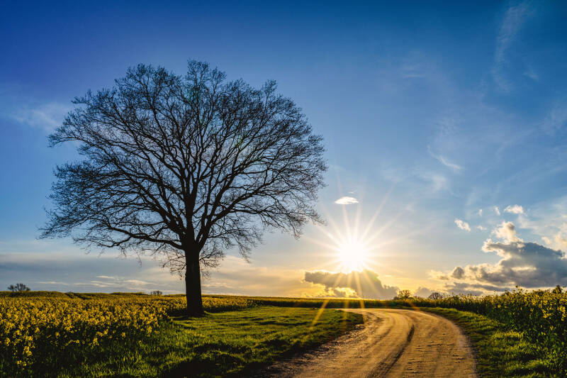 bild-7-baum-brodau