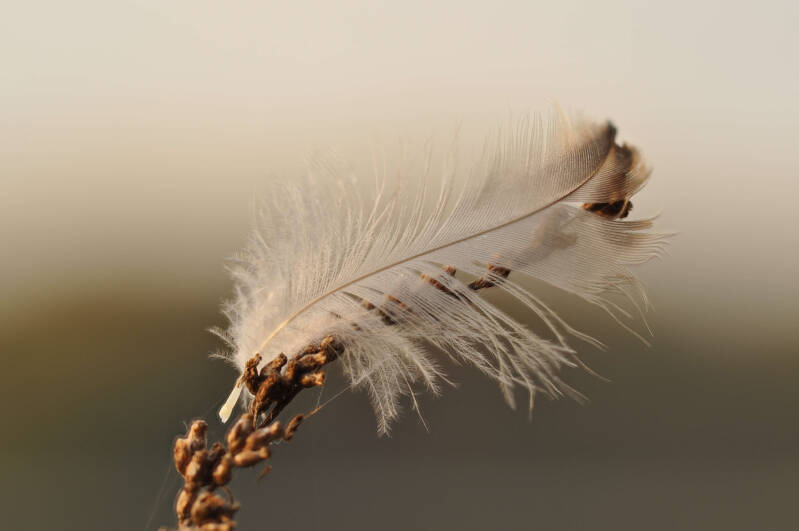 bild-8-Feder