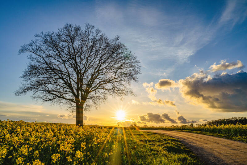 bild-8-baum-brodau