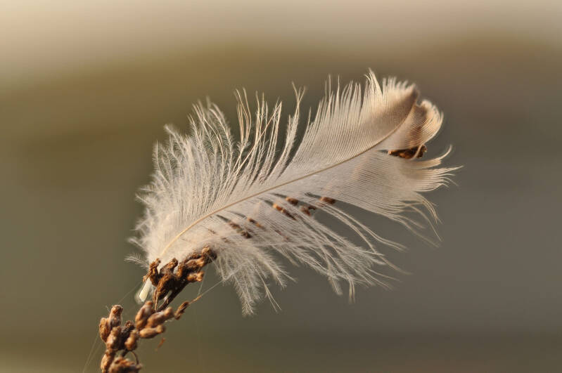 bild-9-Feder