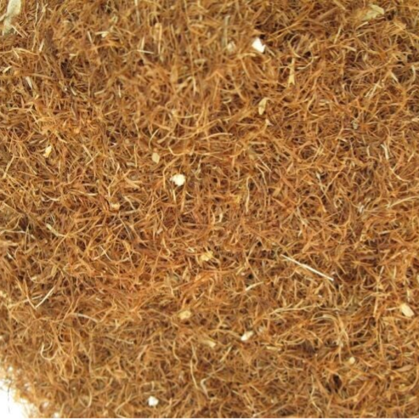 Maisbaard (Zea Mays)