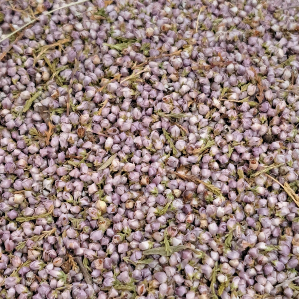 Struikheide (Calluna vulgaris)