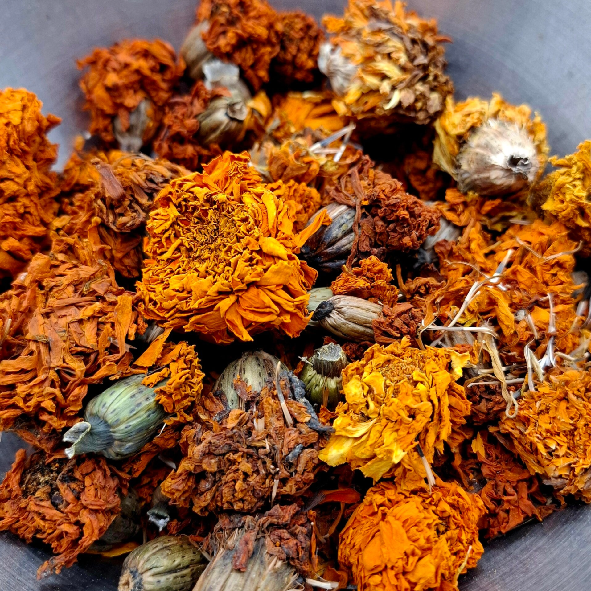 Afrikaantjes (flores tagetes)