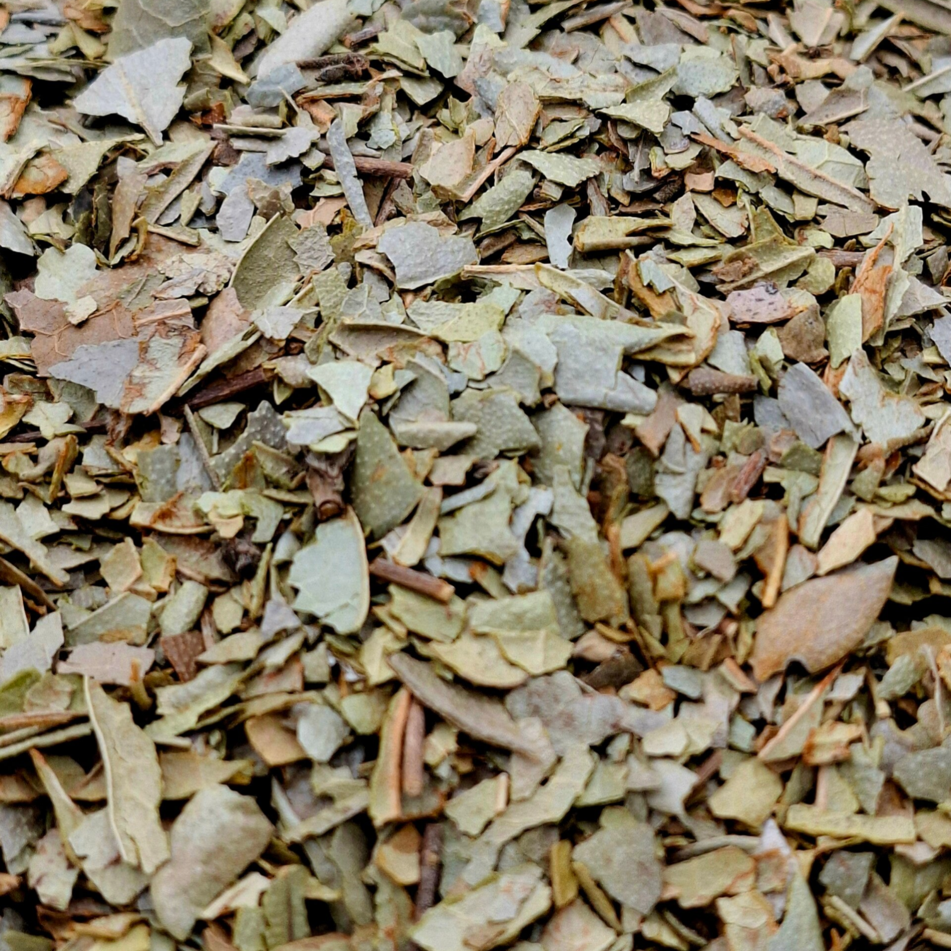Boldo (Peumus boldus)