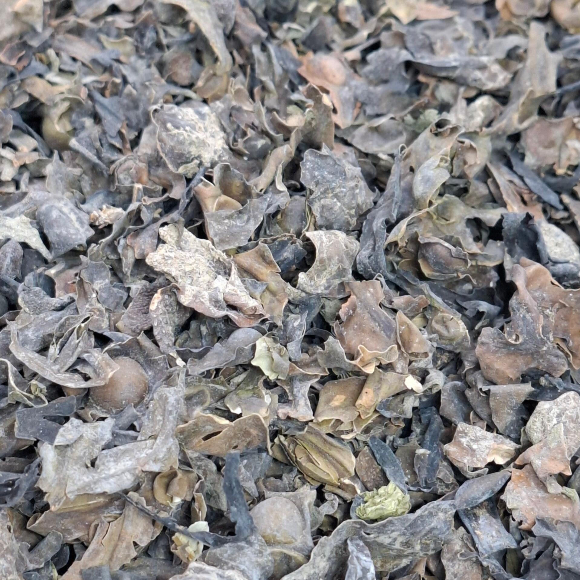 Blaaswier (Fucus vesiculosus)