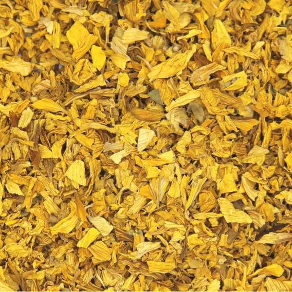 Zonnebloem - Helianthus annuus