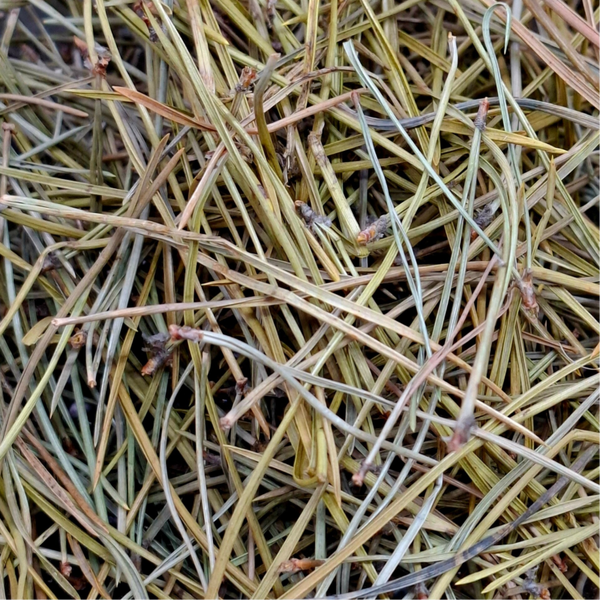 Dennen naalden (Pinus Sylvestris)