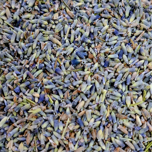 Lavendel bloem (Lavandula hybrida)