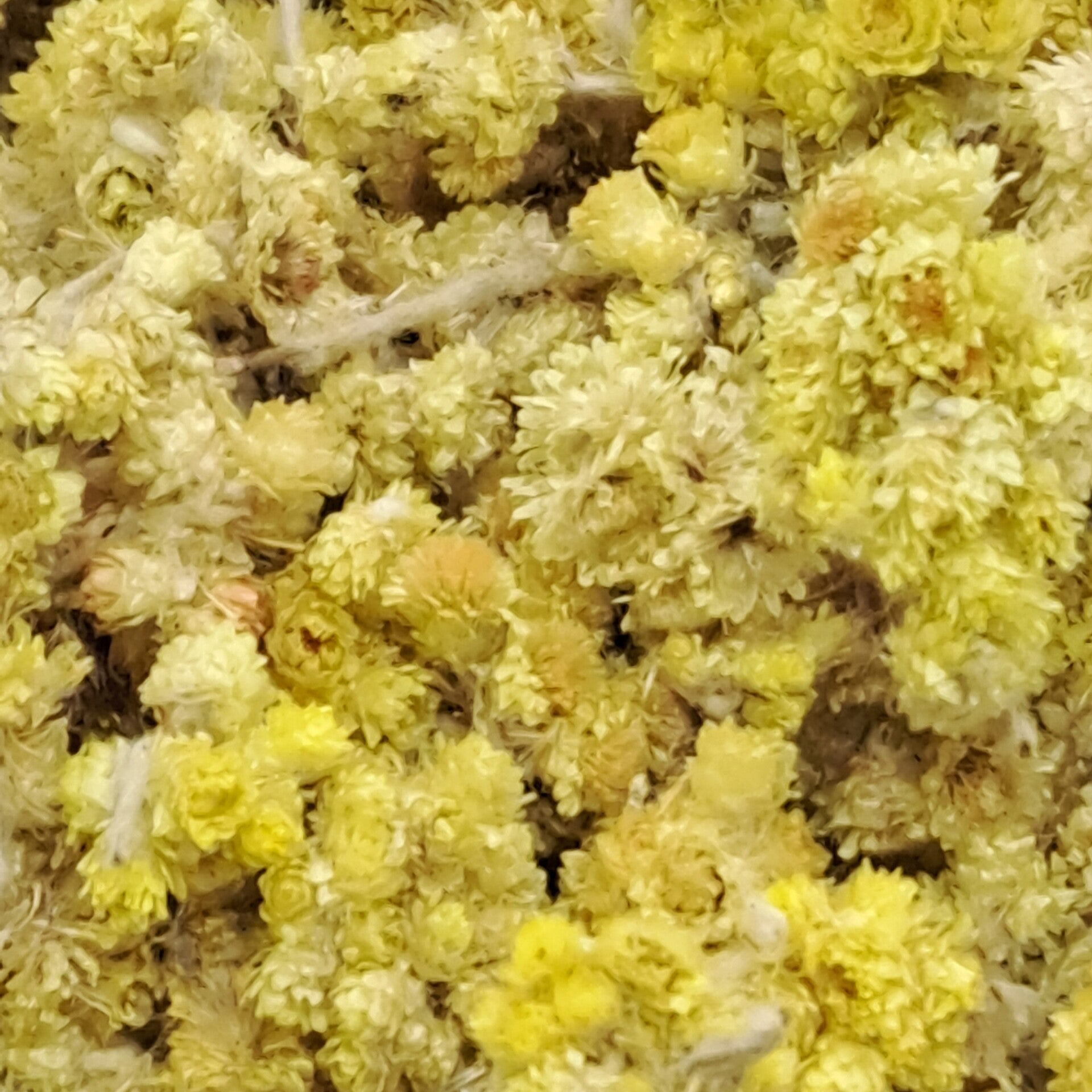 Strobloem (Helichrysum arenarium)