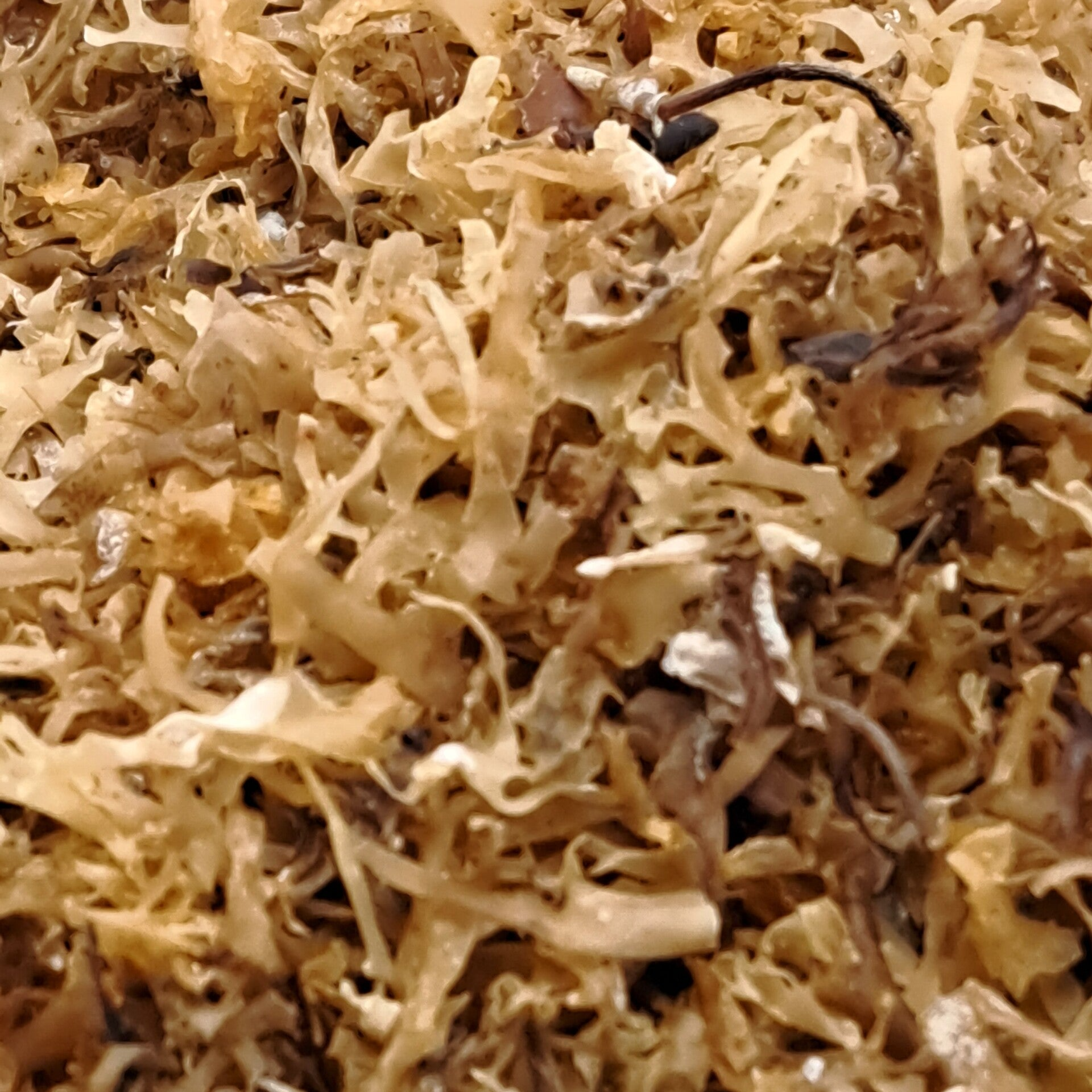 Iers mos (Chondrus crispus)