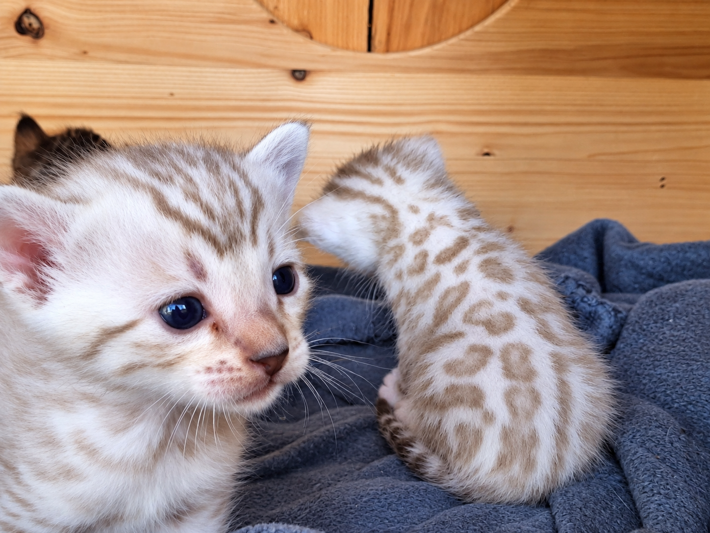 Nouveaux chatons à réserver