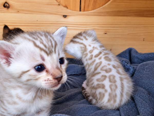 Nouveaux chatons à réserver