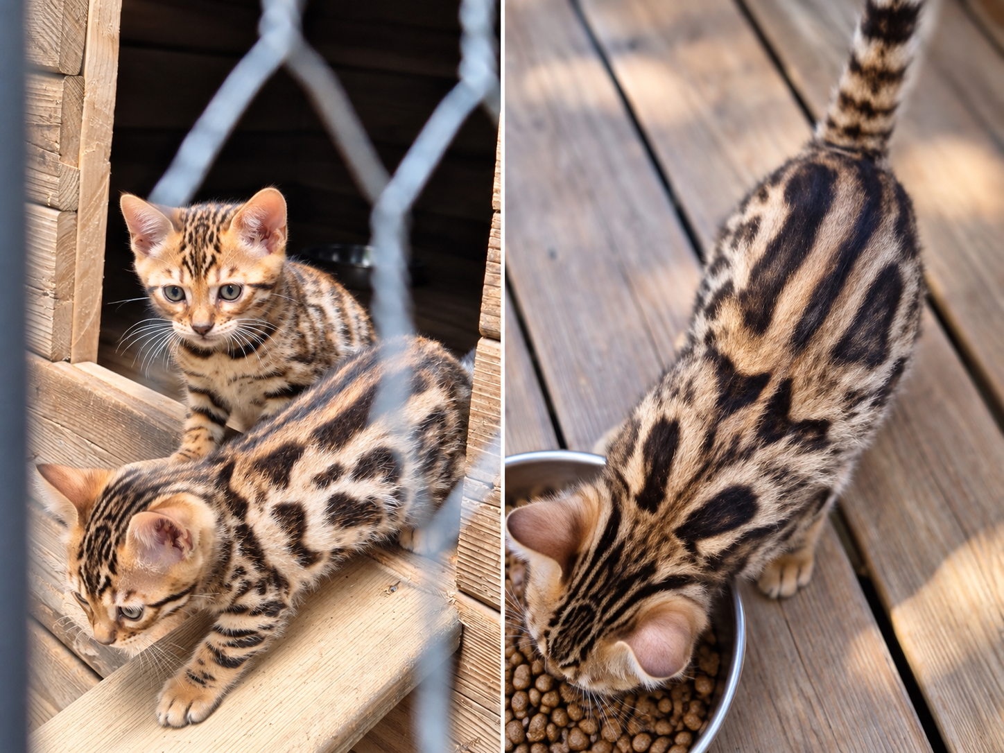 Chaton bengal tabby brown