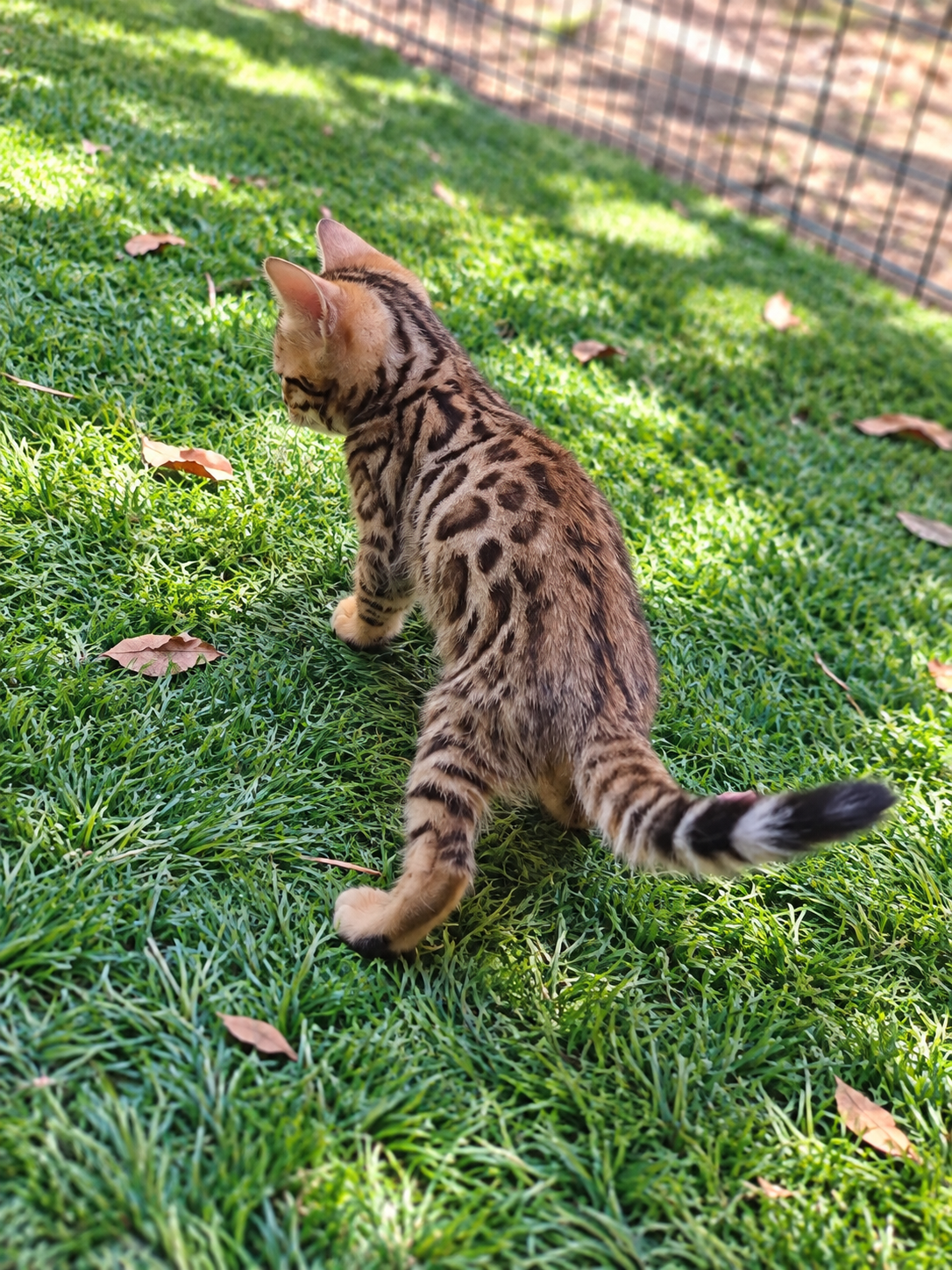 Chaton bengal tabby brown