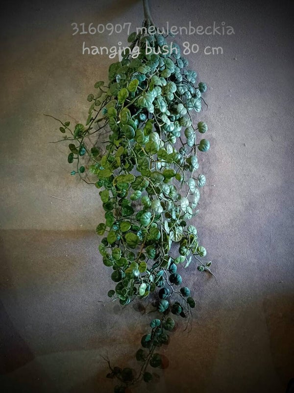 3160907 ceropegia meulenbeckia  ( 1- A)