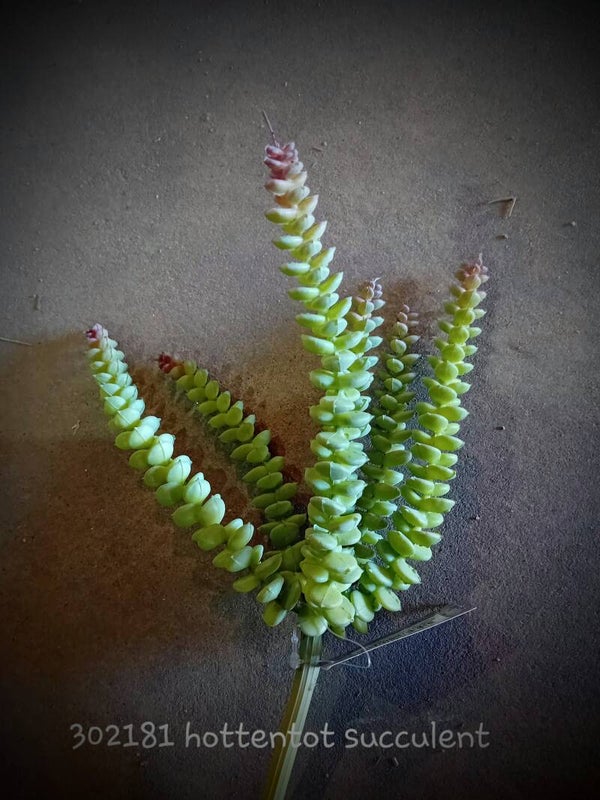 302181 hottentot succulent green