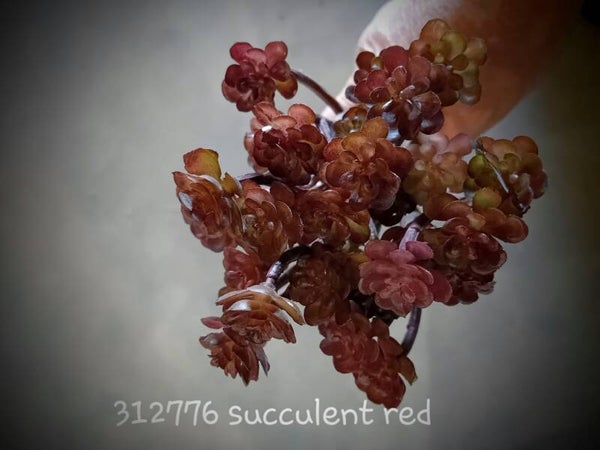 312776 cactus succulent  ( 1 - A )