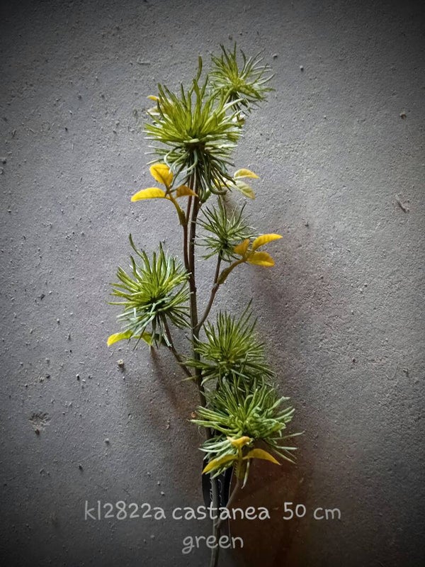 Ķl2822a castanea green 50 cm ( 1- A )