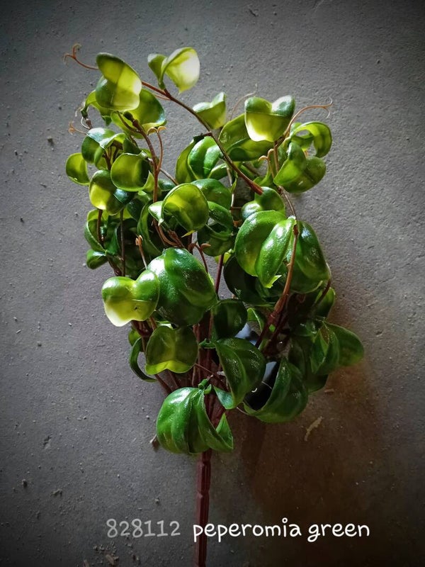 828112 peperomia green (1A)