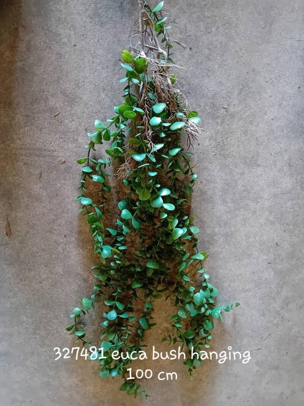 327481 hanging bush euca ( 1 - A )