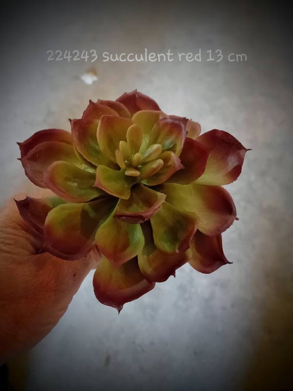 224243 succulent 13 cm    ( 1 - B )