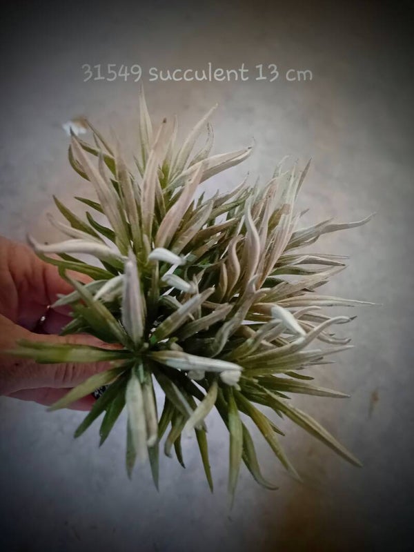315499 succulent greygreen   ( 1 - B )