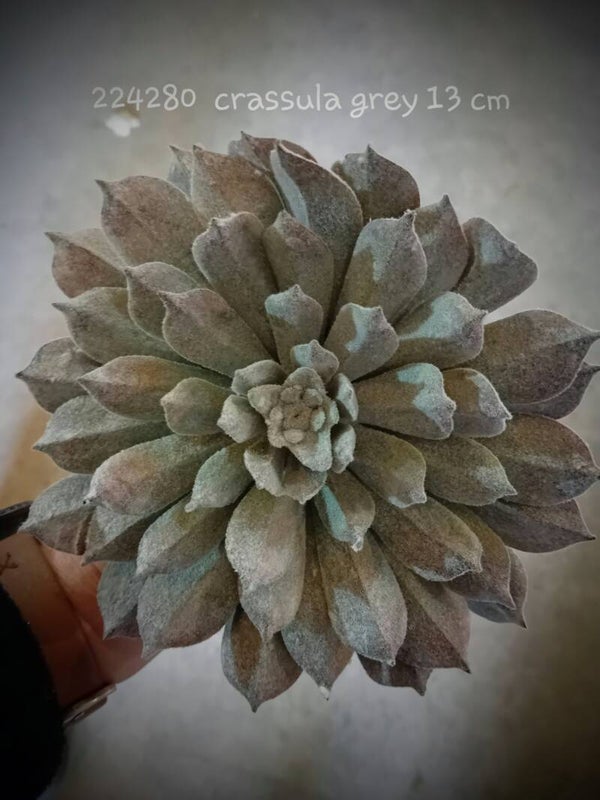 225280 succulent crassula grey  ( 1 - A )